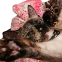 mochirest