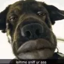 dogsniff