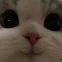 Discord Emote Catcute: