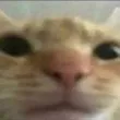 catt