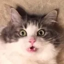PussyPic