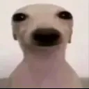 pendejo