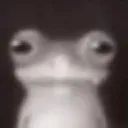 frog frog