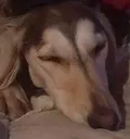 Ilya_Snooze