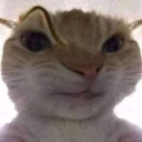 catsus Discord Emoji - Anime Sekai