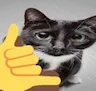 00cat_show Discord Emoji