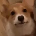 bruh bruh