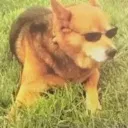 cool_doggo