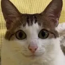 happycat