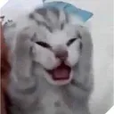 stoyloko