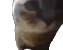 chipichapa