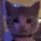cutecat