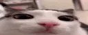 plink plink