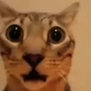 cat_momma_puncher