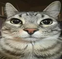 CatMeme CatMeme