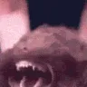 crazydog