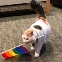 pridecar