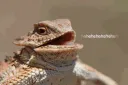lizardlol