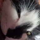 JerichoSideEye