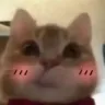 catblush catblush