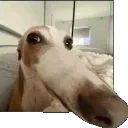nose nose