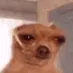 Saddogsinging