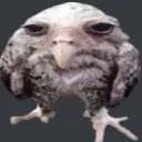 duolingo
