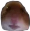 hamstare