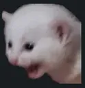 CatScream