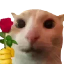 flowercat