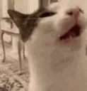 crunchy_cat