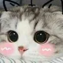 h_cat_milo Discord Emoji