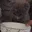 catdrinkmilk