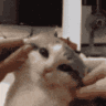 catcheekssqueeze
