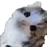 BBermcat