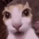 Sillycat_shooketh