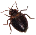 bug