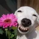 ALTRD_dog_florzinha