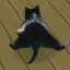 kitty_breakdance