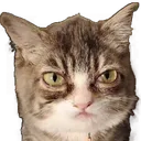 winkyglare3