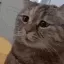 kit_mau kit_mau