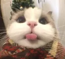 kit_bup