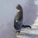 gatopienso