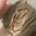 reluctantheadpats