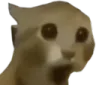 cathuh