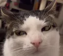 Luna Luna