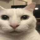 cat_stare