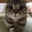 cat_stare2