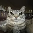 cat_stare3