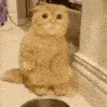 hi hi